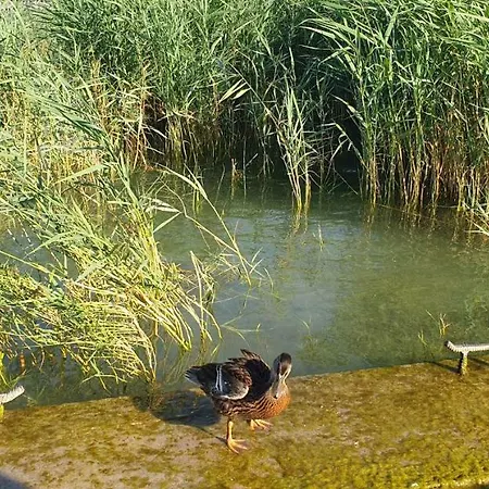 Mila - Keszeg * Zamárdi