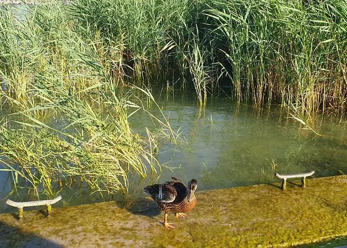 Mila - Keszeg * Замарди